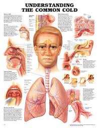 Understanding The Common Cold Unmounted Chart Understanding