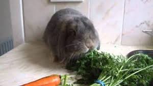 Maybe you would like to learn more about one of these? Rabbit Eating Carrot Leaves Youtube
