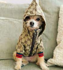 Pin By Enticing On Malti Poo Love Dog Tank Tops Dog Clothes Dog Shirt