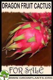 How to prepare cactus fruit. Dragon Fruit Cactus For Sale Dragon Fruit Plant Dragon Fruit Cactus Fruit Plants