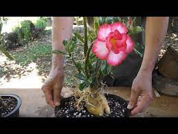 Pin On Garden