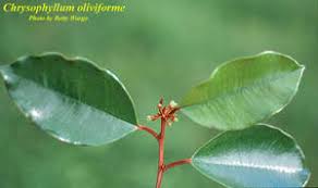 Image result for Chrysophyllum