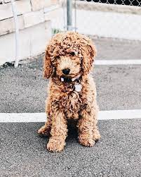 Kaitttn Goldendoodle Puppy Miniature Goldendoodle Puppies Mini Goldendoodle Puppies