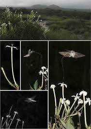 Image result for Habenaria rhopalostigma