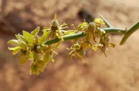 Image result for Balanites aegyptiaca