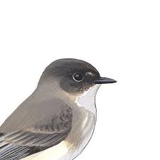 Birds Of Eastern North America Sibley S Backyard Birds Of Eastern North America Poster Backyard Birds Sibley Sibley Guide To Birds