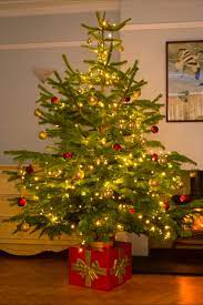 Clever Christmas Tree Stand Christmas Tree Stand Real Xmas Trees Christmas Tree