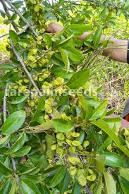 Image result for Hymenocardia