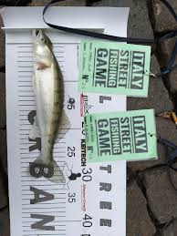 Freshwater fish live in lakes, rivers, ponds and streams. Team Sampei Club Fishfriender