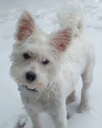 A Small White Wee Chon Dog Is Standing Outside In Snow It Is Looking Forward And Its Head Is Tilted To The Right The Dog Has Soft Hybrid Dogs Dogs Dog Breeds