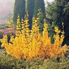 Forsythia Magical Gold In 2020 Shrubs Forsythia Landscape Design
