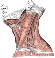 It also draws the corners of the mouth inferiorly and assists in depressing the mandible. Training The Neck For Bodybuilding Rdlfitness