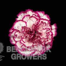 Pin On Flower Guide