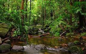 Image Result For High Resolution Rainforest Pictures Rainforest Pictures Jungle Wallpaper Hd Nature Wallpapers