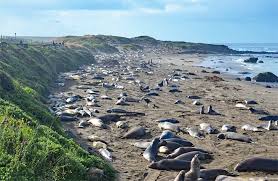 We did not find results for: 12 Top Rated Campgrounds Near Big Sur Pfeiffer Big Sur State Park Ca Planetware