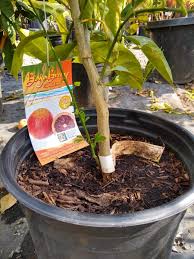 I've tried libraries and bookstores. Beware Of Rootstock Suckers On Citrus Trees Greg Alder S Yard Posts Southern California Food Gardening