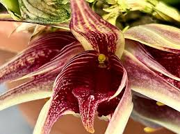 Image result for Bulbophyllum cochleatum