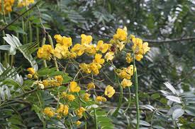 Image result for Senna petersiana