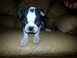 Find boston terrier puppies and breeders in your area and helpful boston terrier information. Aca Boston Terrier Puppies 8 Weeks Old Purebreed For Sale In Miami Florida Classified Americanlisted Com