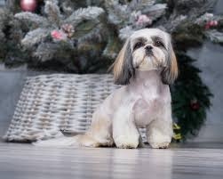 He looks like a fuzzy little teddy bear and will be so much cooler.if you want to have your dog groomed close to your home, in record time, looking amazing, you know who to call. 10 Shih Tzu Haircuts In 2021 Your Dog Will Love These Pet Keen