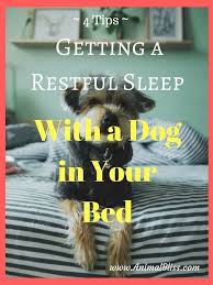 4 Tips For Getting A Restful Sleep With A Dog In Your Bed Dog Sleeping In Bed Dog Advice Dogs