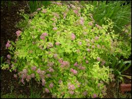 This is the plant for you if you love color in your garden! Goldmound Spirea Hinsdale Nurseries