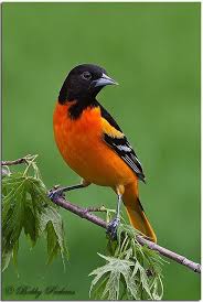 Birds That Look Like Orioles Baltimore Oriole Backyard Birds Beautiful Birds Oriole Bird