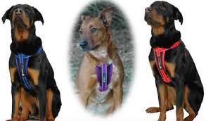 chest plate harness solid colors w seatbelt restraint by ezydog