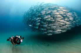 Costa Rica Onder Water Blogs Over Reizen