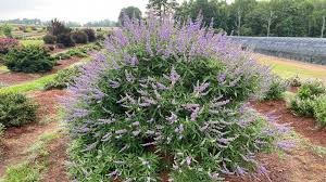 Image result for Vitex