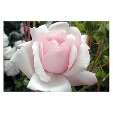 I think if you grow roses, at some point you will grow 'new dawn'. Rose New Dawn