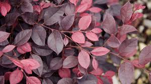 As a florist in singapore, our florist offer cheaper flowers by buying flower direct from the flowers growers and flower auctions around the world. Beautiful Shade Loving Plants Sunset Magazine