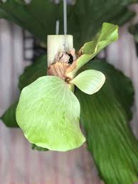 Image result for Platycerium elephantotis