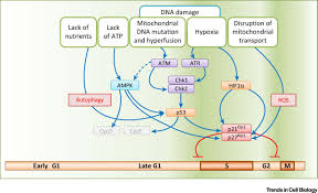 We did not find results for: Fueling The Cell Division Cycle Trends In Cell Biology