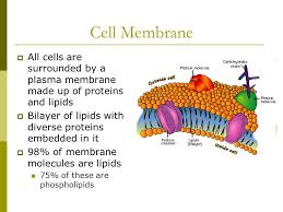 We did not find results for: Eukaryotic Cells Animals Plants Ppt Video Online Download