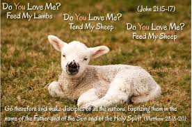 Biblical Articles Lamb Cute Animals Animal Help