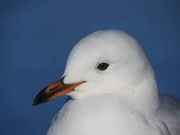 Silver Gull (Silver)