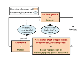 Check spelling or type a new query. Apospory Appears To Accelerate Onset Of Meiosis And Sexual Embryo Sac Formation In Sorghum Ovules Bmc Plant Biology Full Text