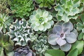 These are succulent vines with heart shaped leaves. 11 Best Easy Care Exotic Succulents To Grow At Home Gardener S Path