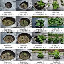 Image result for Phacelurus gabonensis