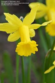 Daffodil Peeping Tom Narcissus Fiori Narcisi Giallo