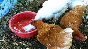 9 Utilisations Etonnantes Du Vinaigre Dans Le Poulailler Poulailler Elevage De Poules Abreuvoir Poule