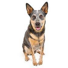 Are Australian Cattle Dogs Good For Apartment Units