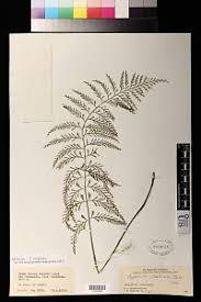 Image result for Asplenium rutifolium