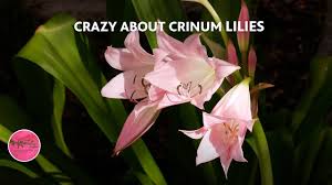 Image result for Crinum harmsii