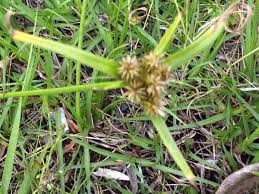 Image result for Cyperus cyperoides