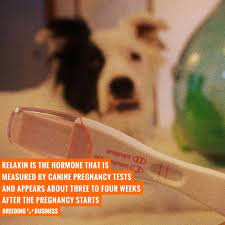 3.0 out of 5 stars. Do Human Pregnancy Tests Work For Dogs The Truth About Relaxin
