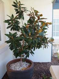This Magnolia Little Gem Was Planted Facing Due North In A Hot Position And Was Thriving Magnolia Tree Landscaping Magnolia Trees Magnolia Trees For Sale