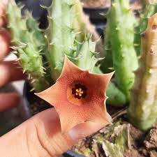 Image result for Piaranthus atrosanguineus