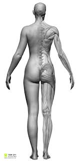 Our Female Ecorche Model Has Been Sculpted To Match One Of Our Full Body Colour Scans The Advantage Female Anatomy Female Anatomy Reference Anatomy Reference